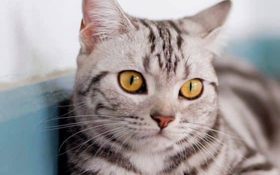 American Shorthair